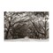 Stupell Industries Georgia Stroll Tree Tunnel Canvas, design by Nathan Larson